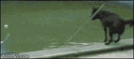Умная собака достала мяч из воды