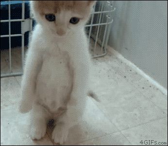 Стоящий на задних лапках котёнок