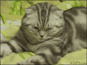 Утомленная кошка