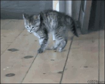 Подпригивающий котёнок