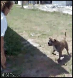 Собака делает сальто