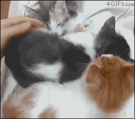 Секретный котенок
