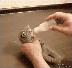 Котенок очень любит молочко