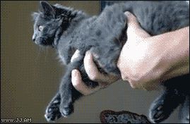 Стабильная кошка
