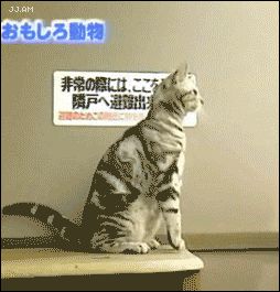Заинтересованная кошка
