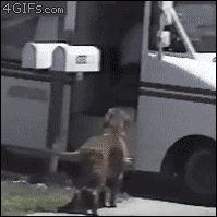 Приносящая почту собака