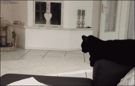 Кошачье приветствие