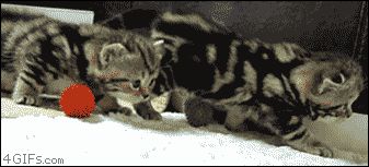 Первые неуверенные шаги