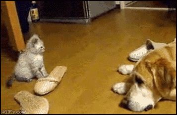 Котёнок в атаке