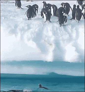Летающие пингвины