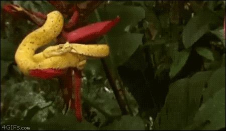 Разочарование змеи