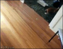 Боулинг с котом