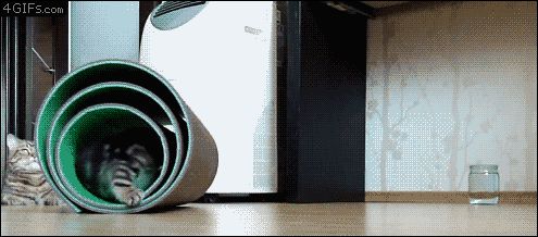 Котенок неплохо соображает