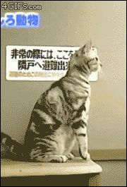 Человекообразная кошка