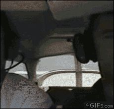 Непристегнутая собака