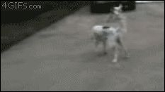 Притворилась мертвой