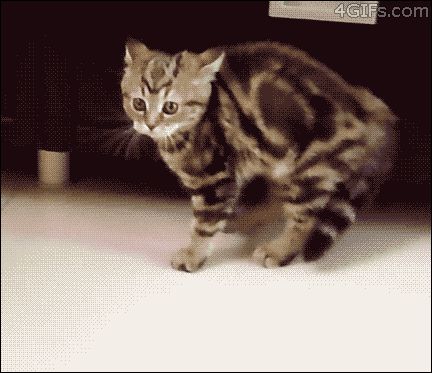 Кошачья украдка