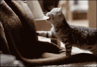 Утро с милым котенком