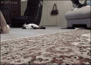 Кошка для вытирания