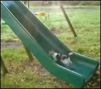 Кошка на горке