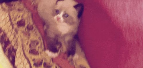 Зажатый в углу от страха