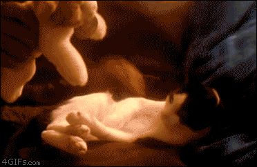Котёнок обнимает игрушку