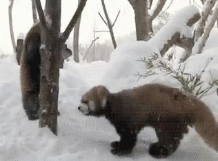 Три красные панды