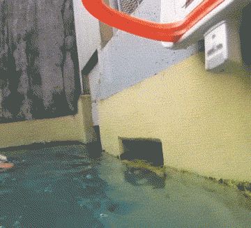 Выдра и баскетбол