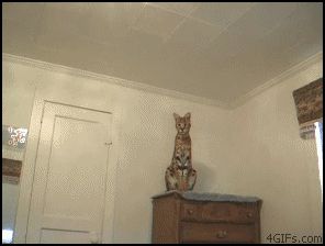 Домашняя кошка