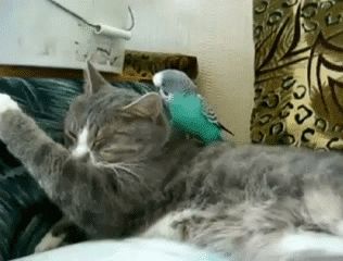Вредная птичка