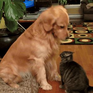 Хорошая кошка!