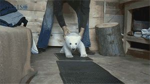 Полярный медвежонок