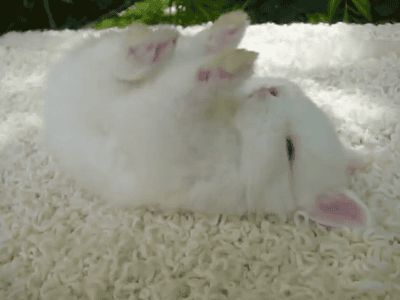 Спящий кролик