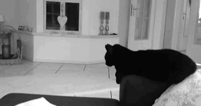 Дружелюбный кот