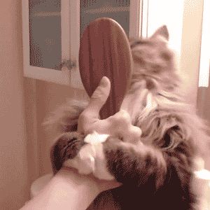 Кошачий способ причесаться