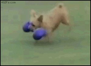 Собака на задних лапках
