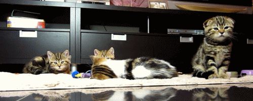 Напуганные котята