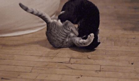 Кошачий приём