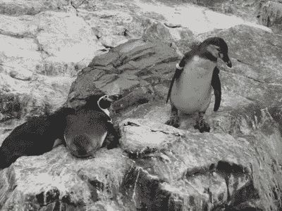 Прикололся