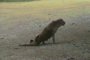 Бедная собачка