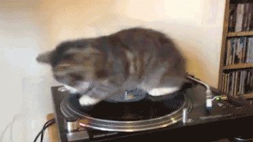 Кошка - ДиДжей