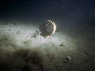 Так плавает морской гребешок