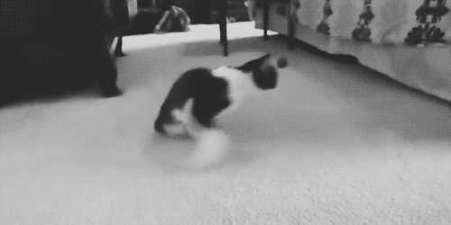 Неунывающий котейка