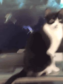Кошка под виртуальной атакой