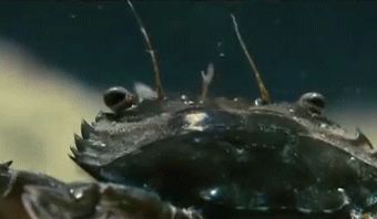 Трусливый рак-богомол