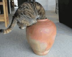 Жирная кошка в кувшине