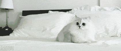 Кошачья паника