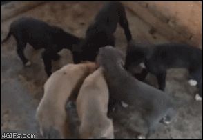Забавный песик