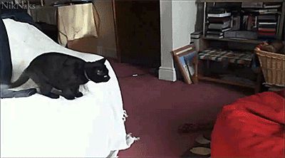 Кайф для кота
