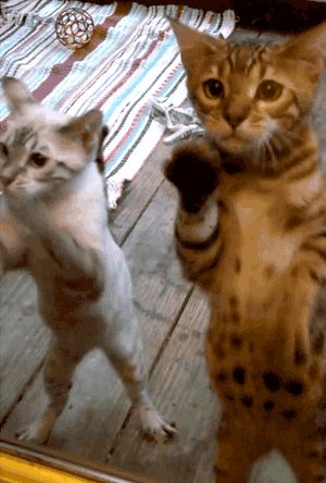 Котята хотят зайти внутрь